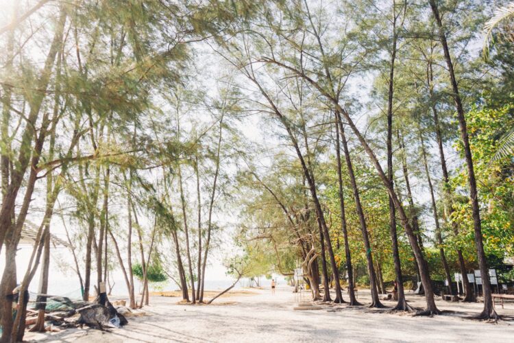 trees standing on shore