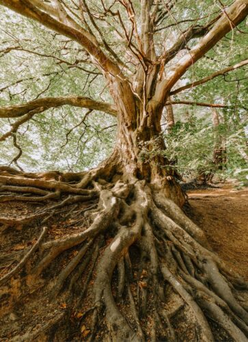 photo of old tree