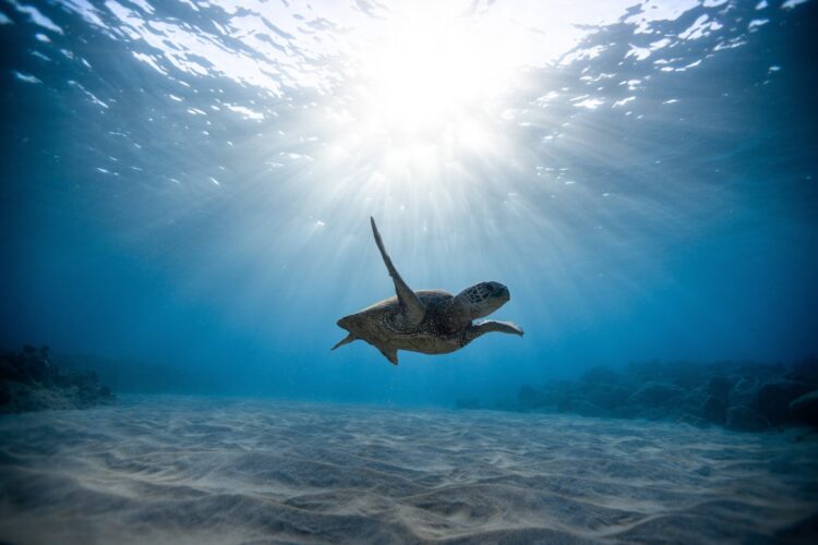 underwater photography of turtle